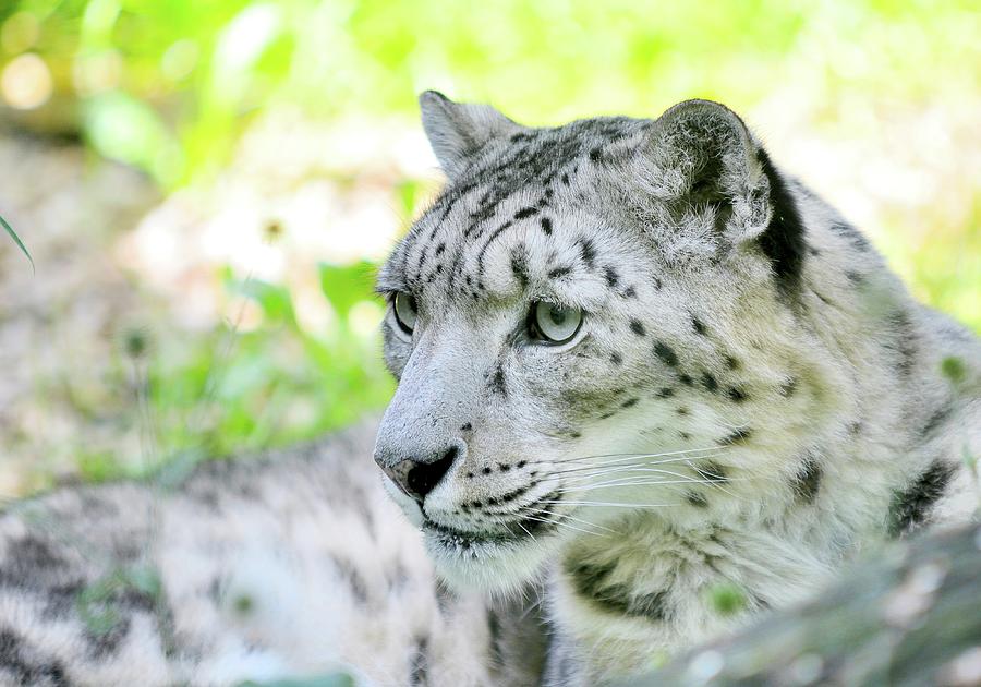 Snow leopard Irbis Photograph by Hamik ArtS - Fine Art America