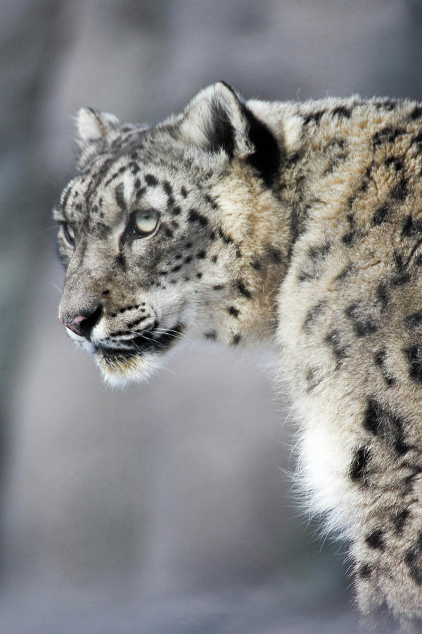 Snow Leopard Photograph by Isadora Joseph - Fine Art America