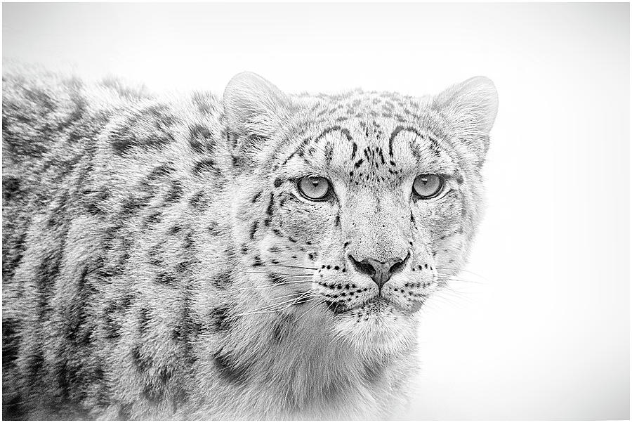 Snow Leopard Isolated Photograph by Chris Charles - Fine Art America