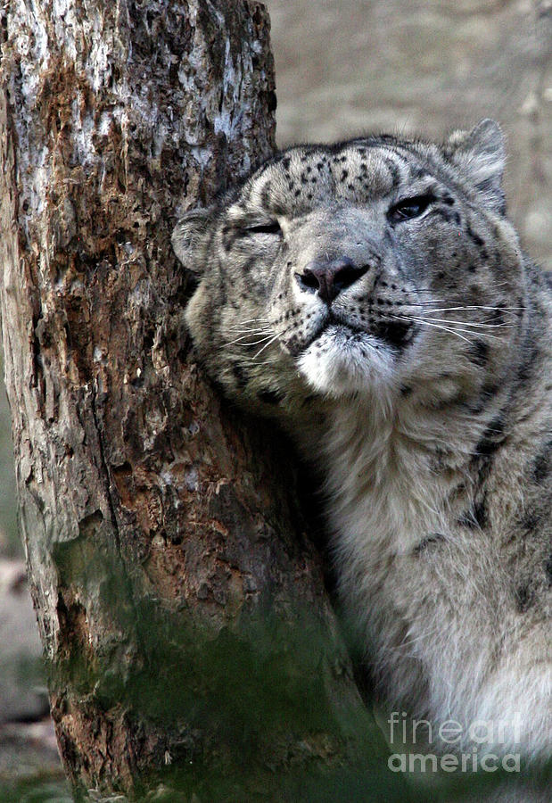 Cat Photograph - Snow Leopard by Karol Livote