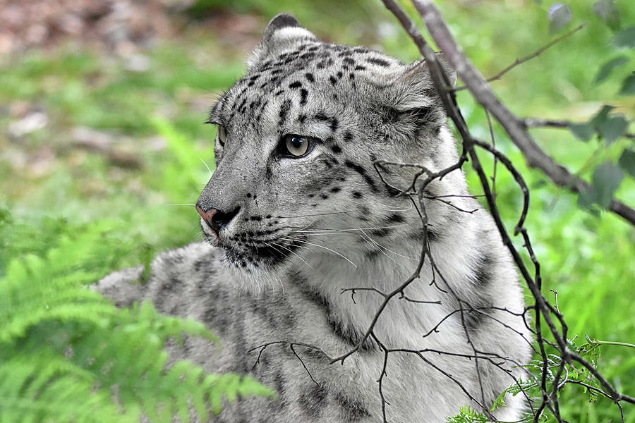 Snow Leopard Photograph by Kuni Photography