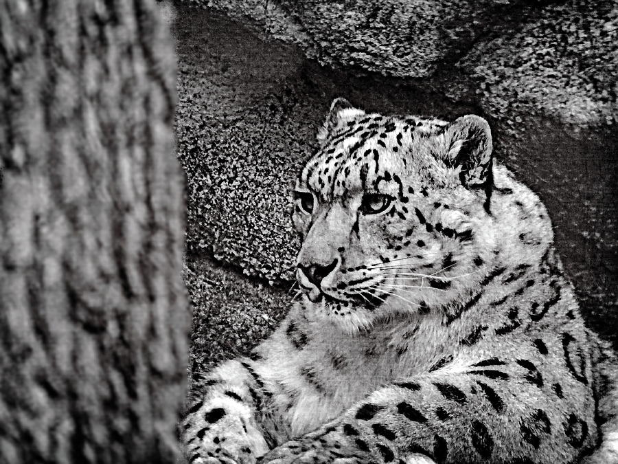 Snow Leopard Photograph by Lyuba Filatova