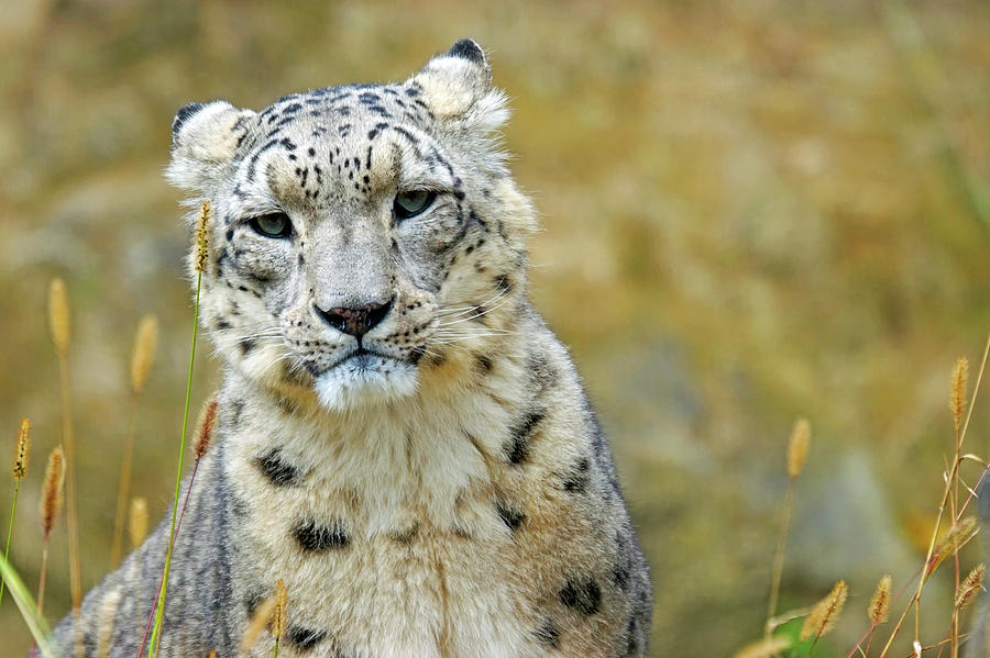 Snow Leopard Photograph by Mountain Dreams