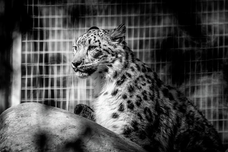 Snow Leopard Photograph