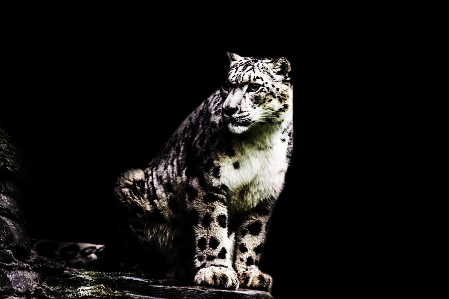 Nature Photograph - Snow Leopard by Martin Newman
