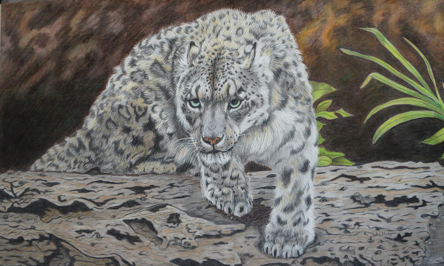 Animal Drawing - Snow Leopard on Alert by JoAnn Morgan Smith