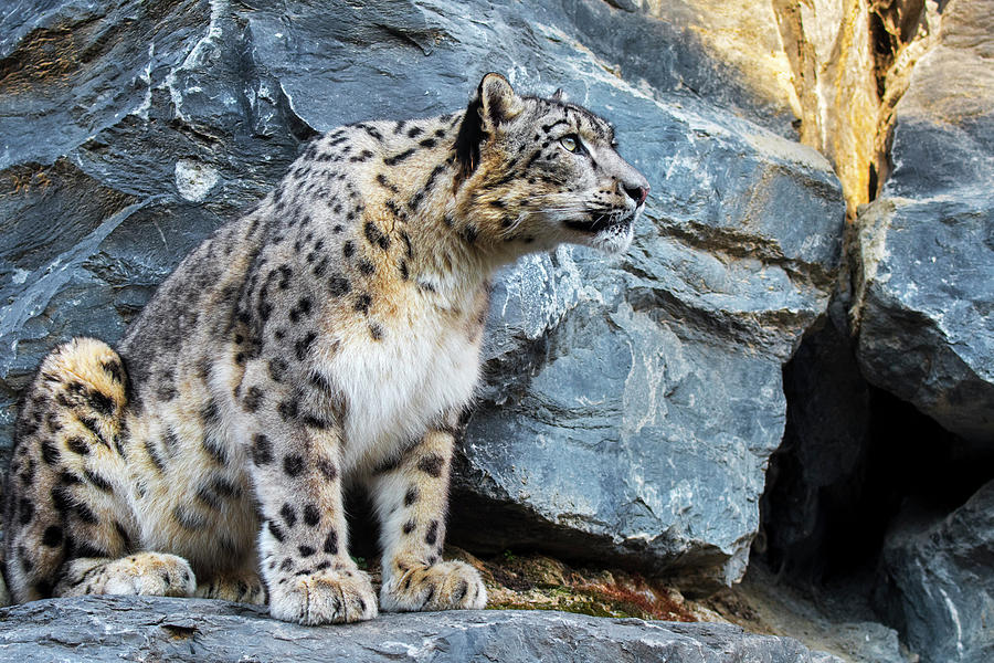 Snow Leopard On Rock Ledge Photograph By Arterra Picture Library