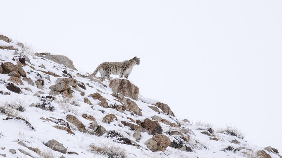 Snow Leopard on Rock Photograph by Randy Gebhardt