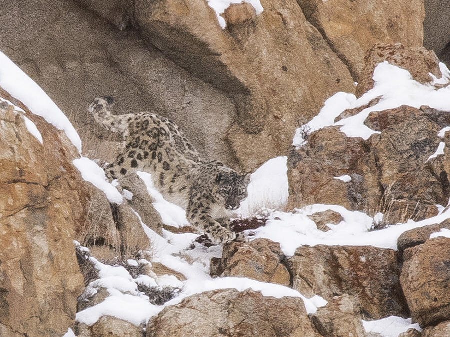 Snow Leopard On Rocks Photograph By Randy Gebhardt
