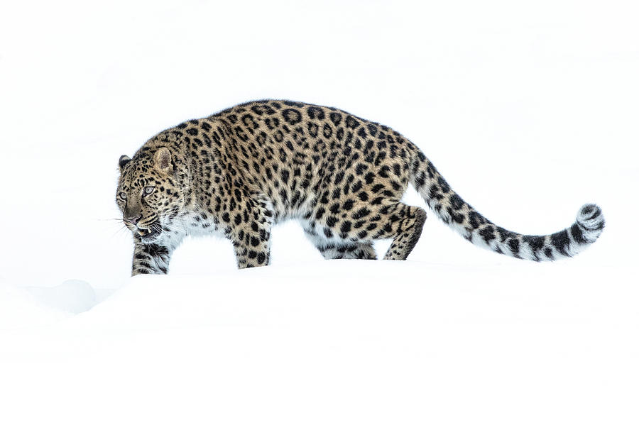 Amur Leopard on the move. Photograph by Steven Upton