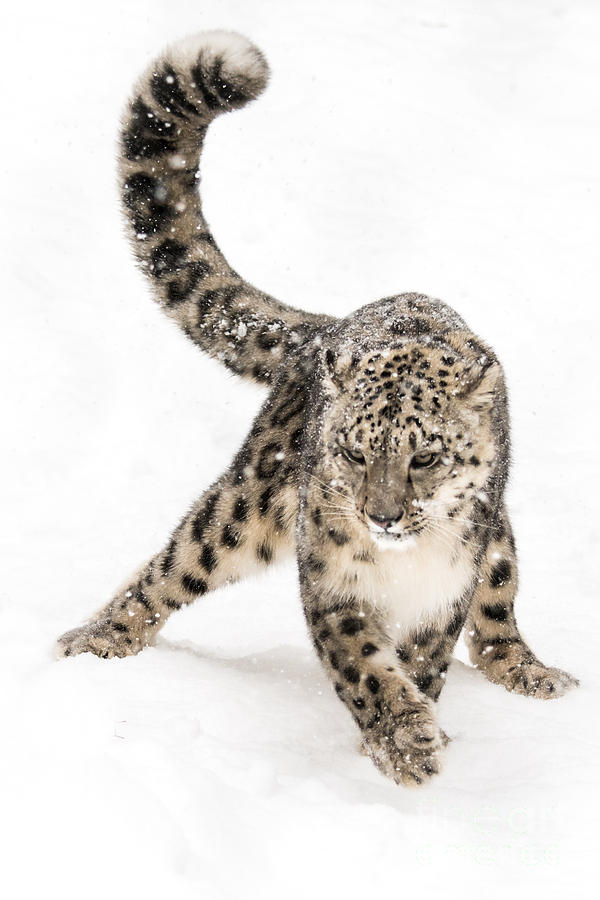 Nature Photograph - Snow Leopard on the Prowl VIII by Abeselom Zerit