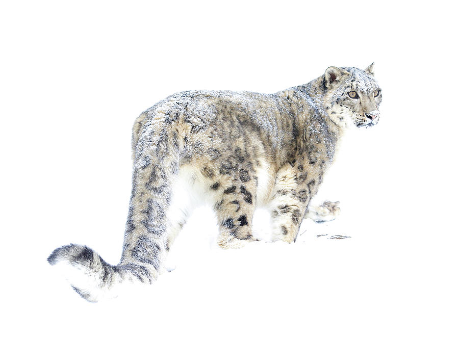 Snow Leopard on White Photograph by Steve McKinzie