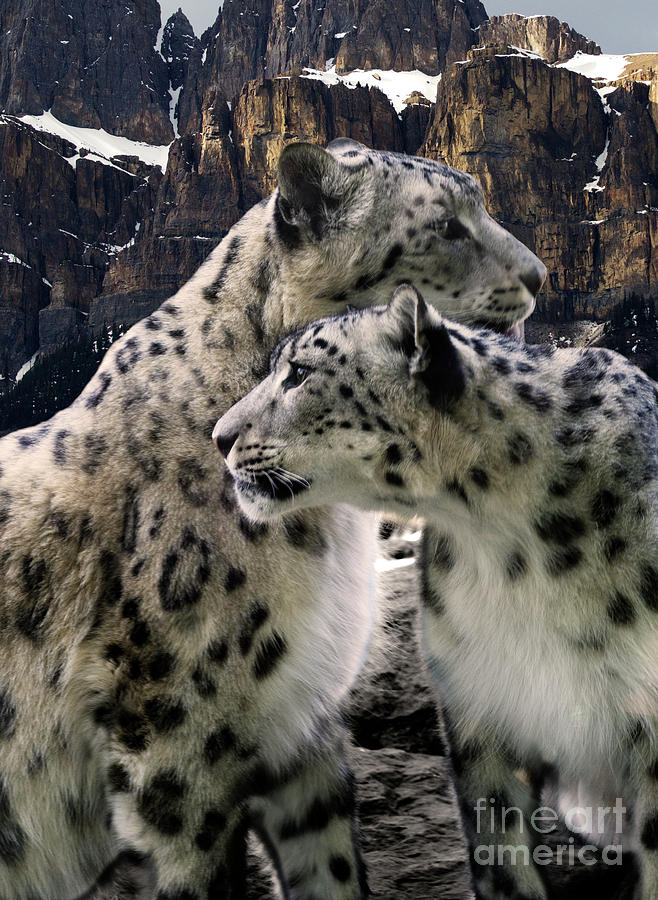 Snow Leopard Pair  Photograph by Bob Christopher