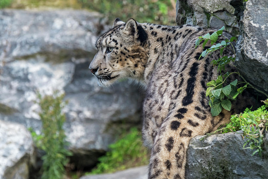 Snow Leopard Panthera uncia Photograph by Arterra Picture Library
