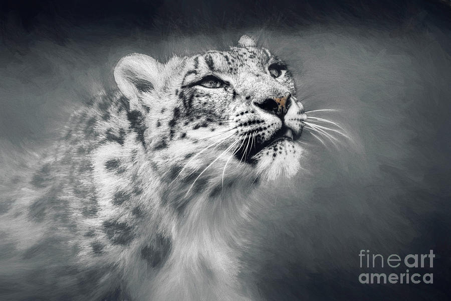 Snow Leopard Photograph by Philip Preston