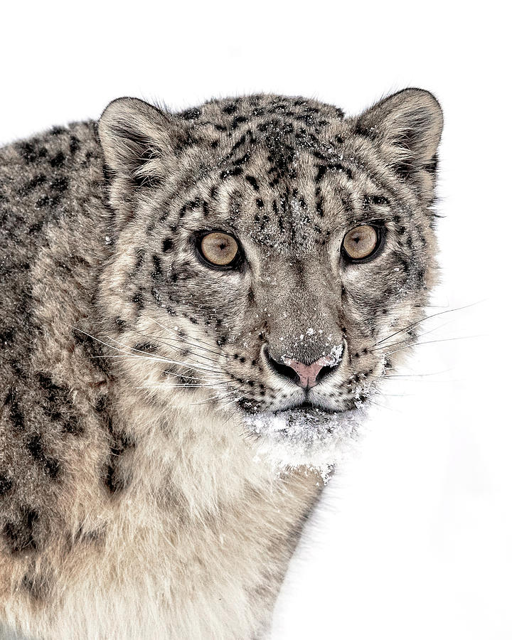 Snow Leopard Portrait Photograph by Wes and Dotty Weber