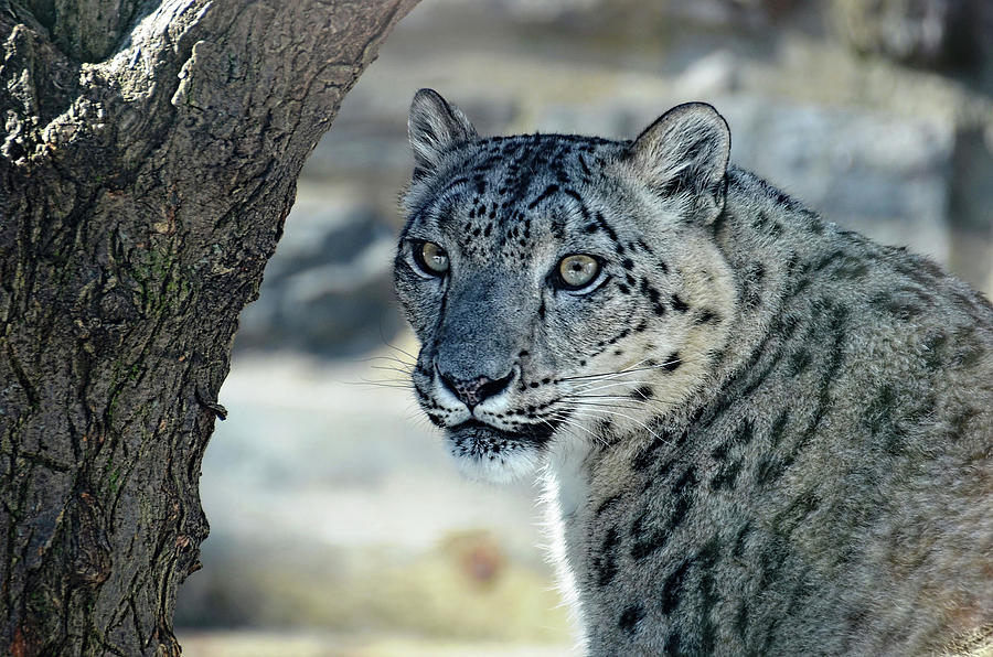 Snow Leopard portrait Photograph by Ronda Ryan