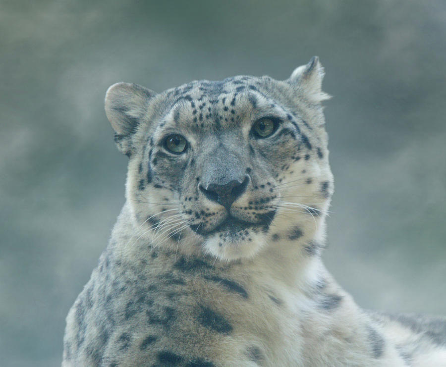 Snow Leopard Portrait Photograph by Sandy Keeton