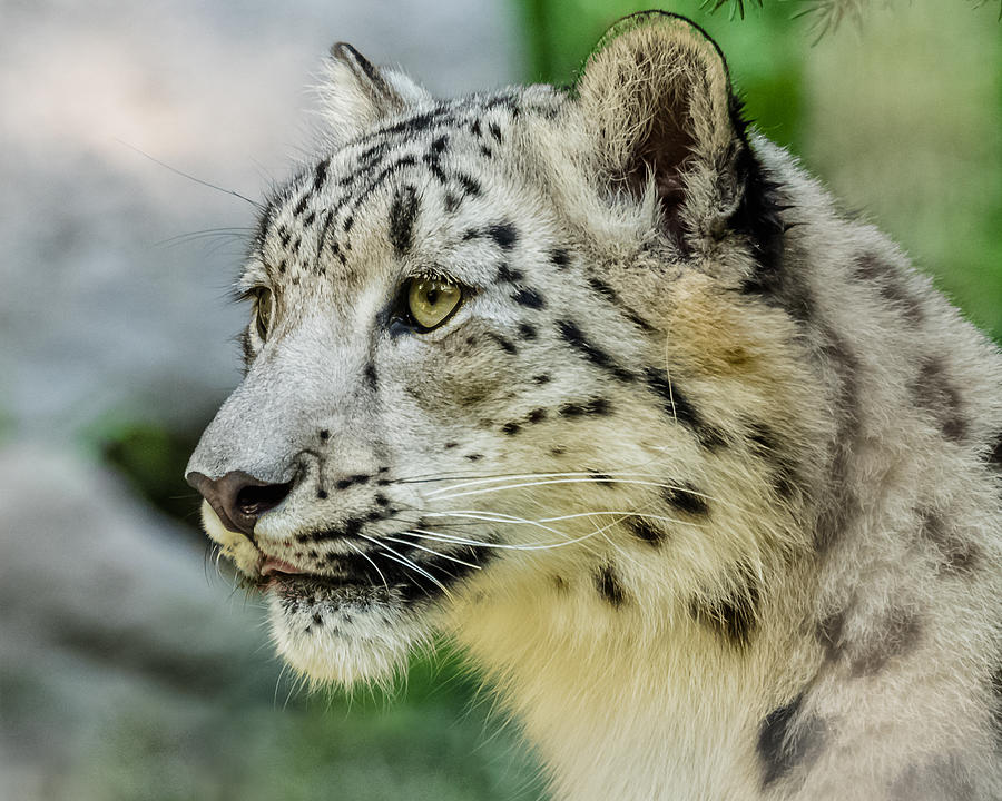 Snow Leopard Portrait Photograph by Yeates Photography
