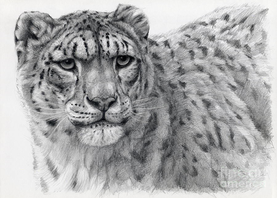 Snow Leopard Portrayal Drawing by Svetlana Ledneva-Schukina