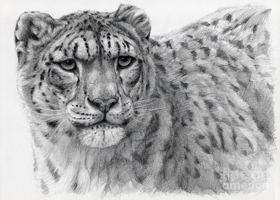 snow leopard drawing