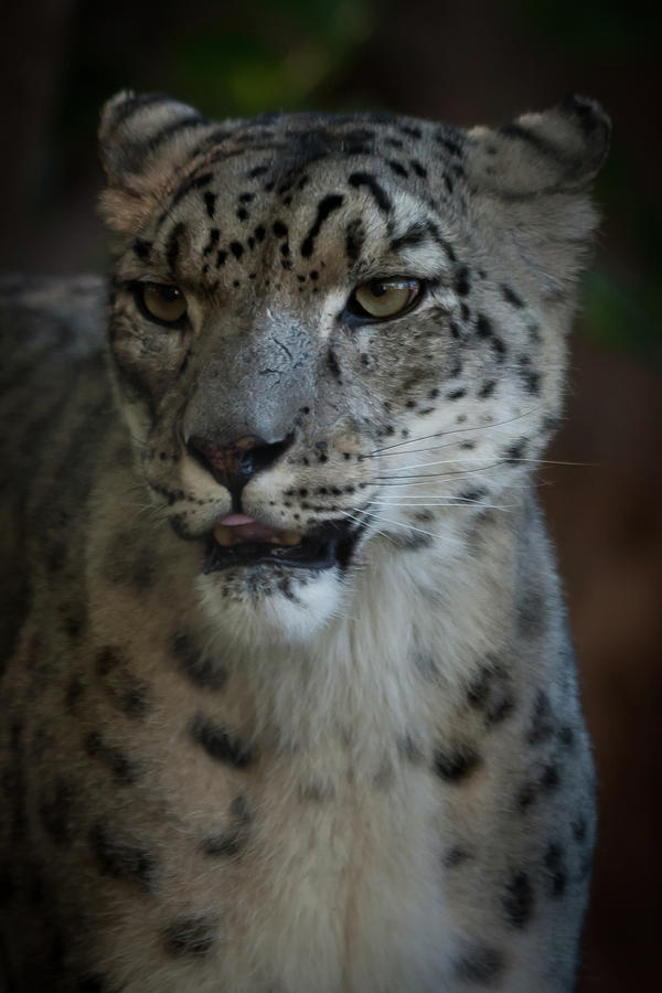 Snow Leopard Photograph by Roger Mullenhour