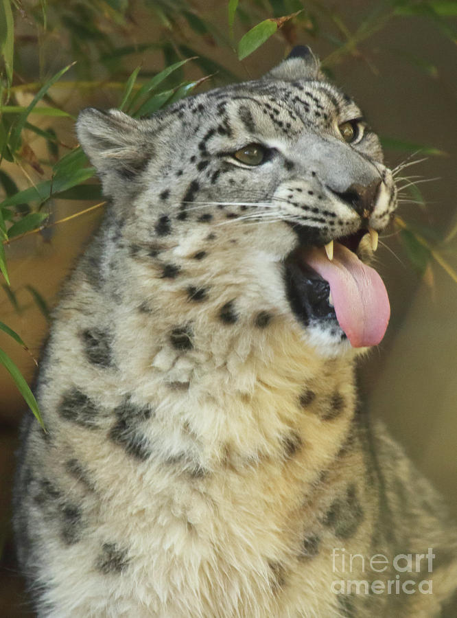 Snow Leopard Showing Tongue Photograph by Max Allen