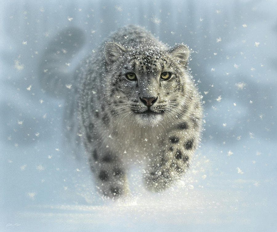 Snow Leopard - Snow Ghost Painting by Collin Bogle