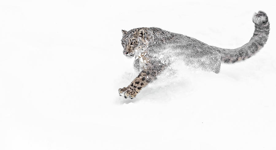 Nature Photograph - Snow Leopard Snowplow by Wes and Dotty Weber