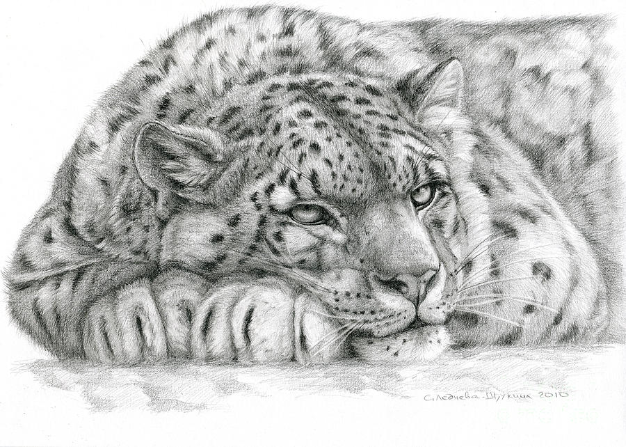 Snow Leopard Drawing by Svetlana LednevaSchukina Pixels