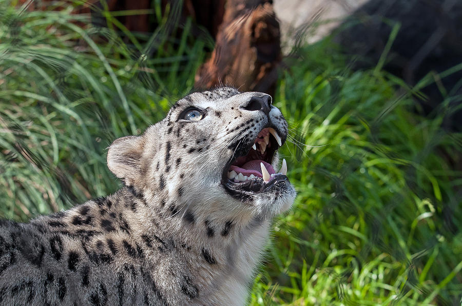 Snow Leopard Photograph by Tam Ryan