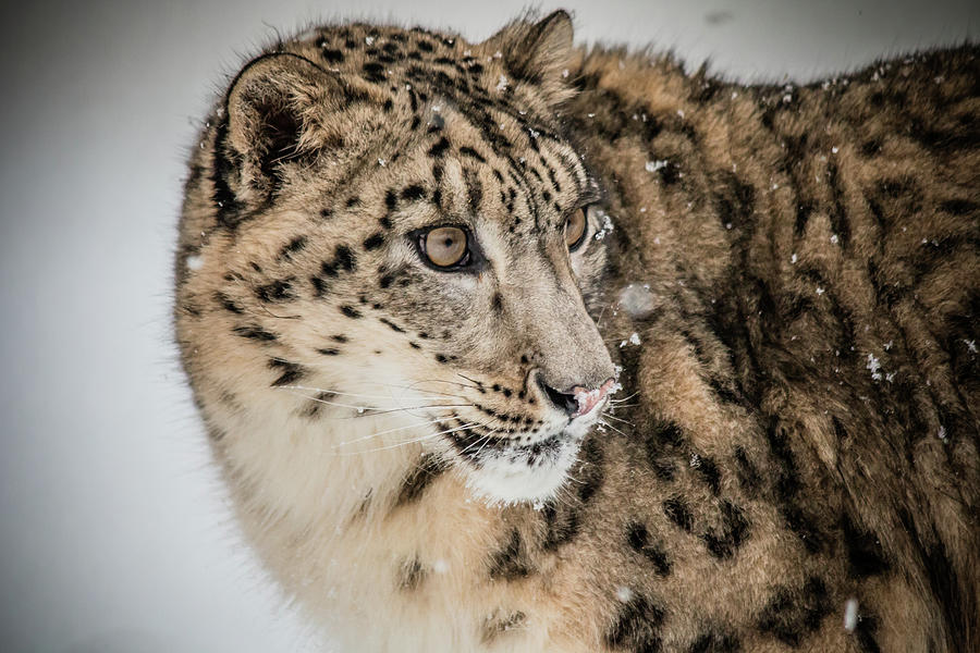 Snow Leopard Photograph by Teresa Wilson