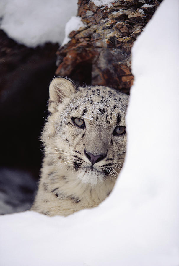 Snow Leopard Uncia Uncia Adult, Looking Photograph by Tim Fitzharris