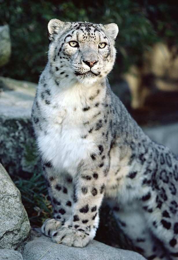 Snow Leopard Uncia Uncia Portrait Photograph by Gerry Ellis