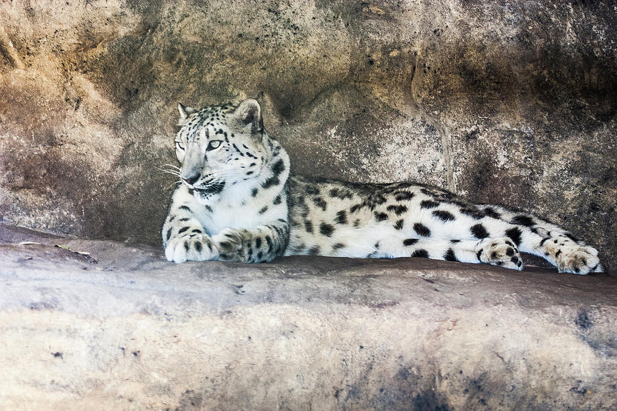 Snow Leopard - Uncia Photograph by Steven Ralser