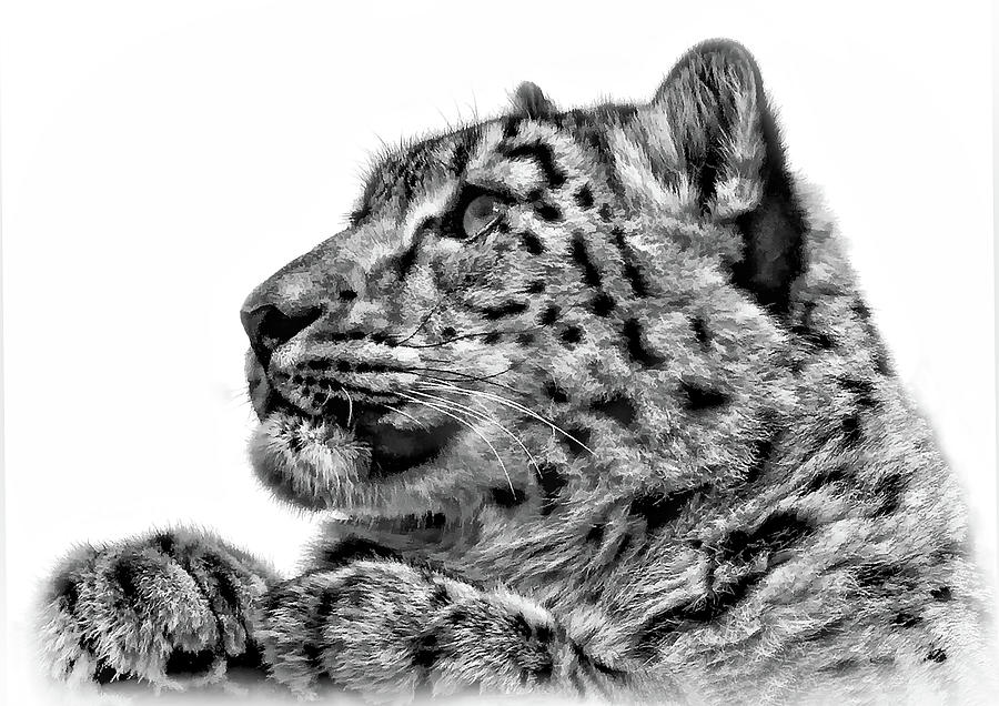 Snow Leopard - Vignette bw Photograph by Steve Harrington
