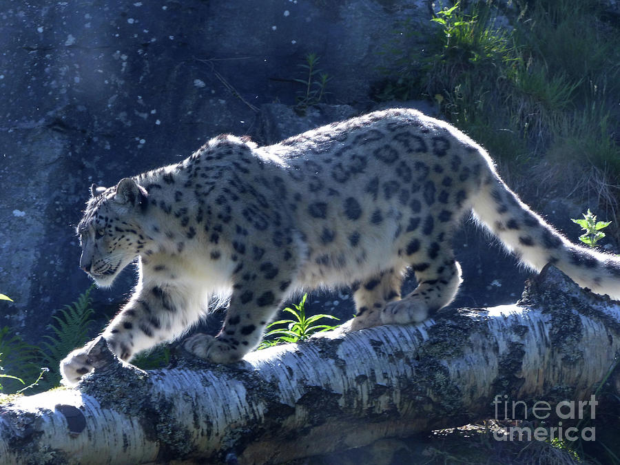 Snow Leopard  Photograph by Phil Banks