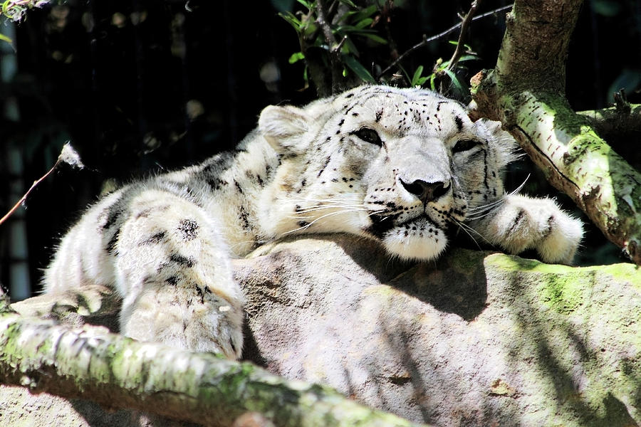 Animal Photograph - Snow Leopard Who Is Safe Unlike His Wild Relatives by Miroslava Jurcik