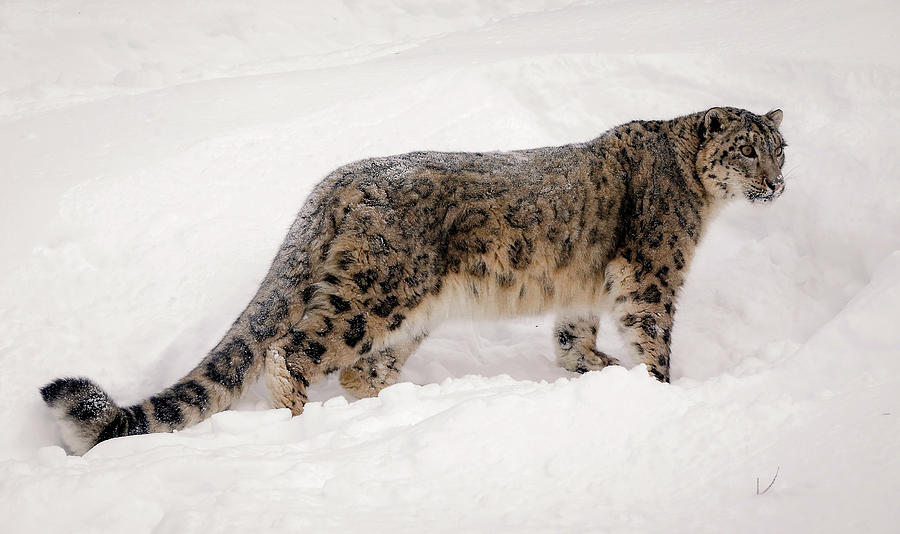 Snow Leopard Winter Photograph by Athena Mckinzie