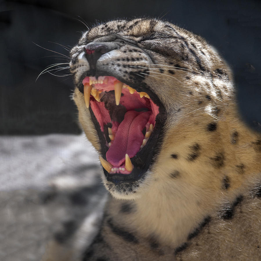 Snow Leopard Yawn Photograph by William Bitman