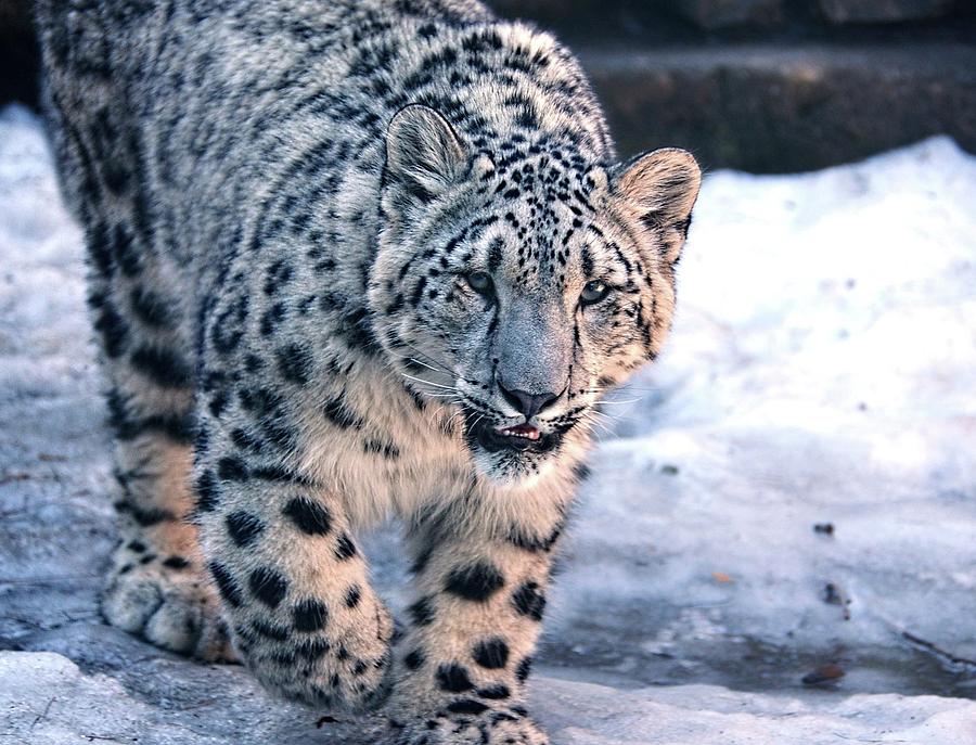 Snow Leopard in snow Photograph by Ronda Ryan