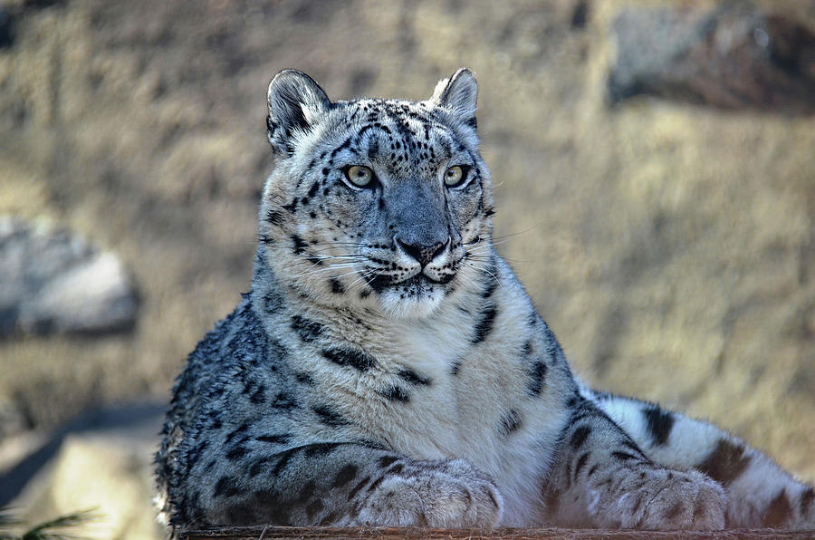Snow Leopard3 Photograph by Ronda Ryan