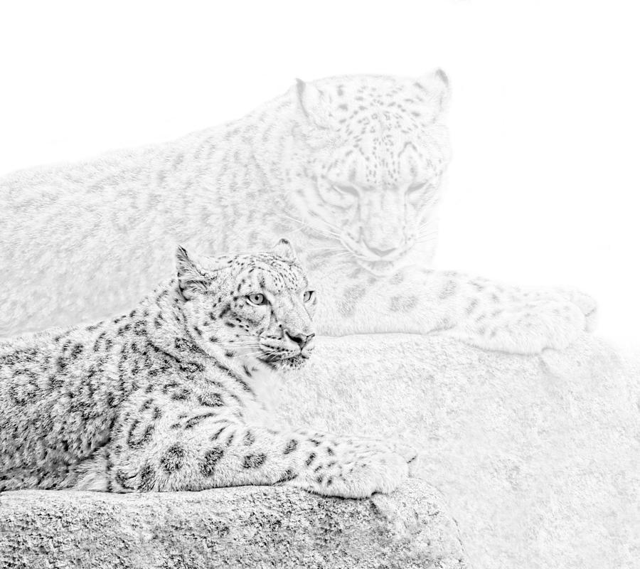 Snow Leopards Monochrome Photograph by Jennie Marie Schell