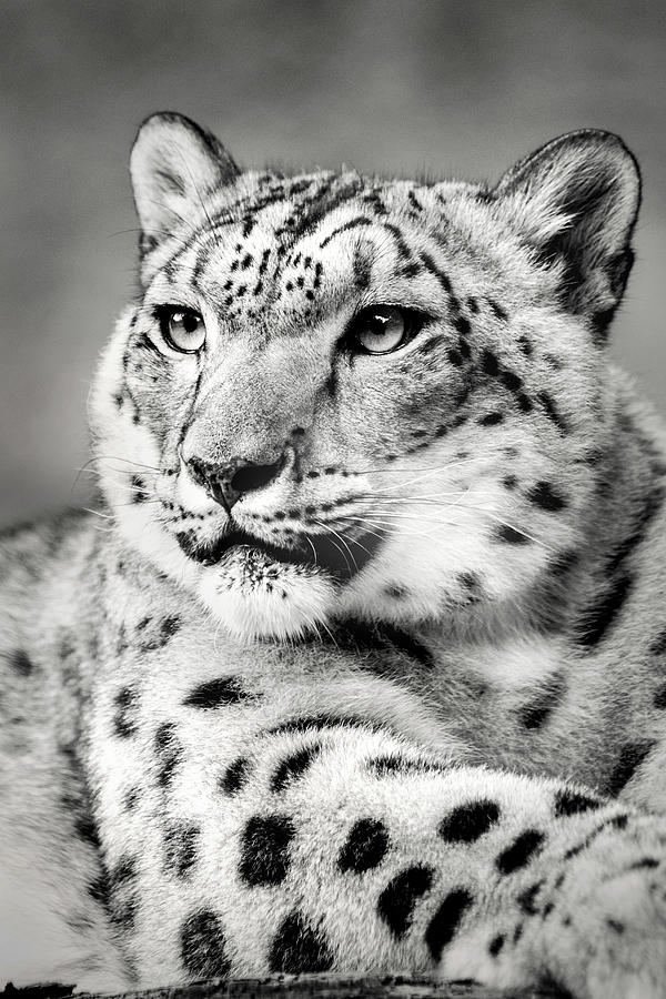 Snow Leopart in Monochrome Photograph by Don Johnson