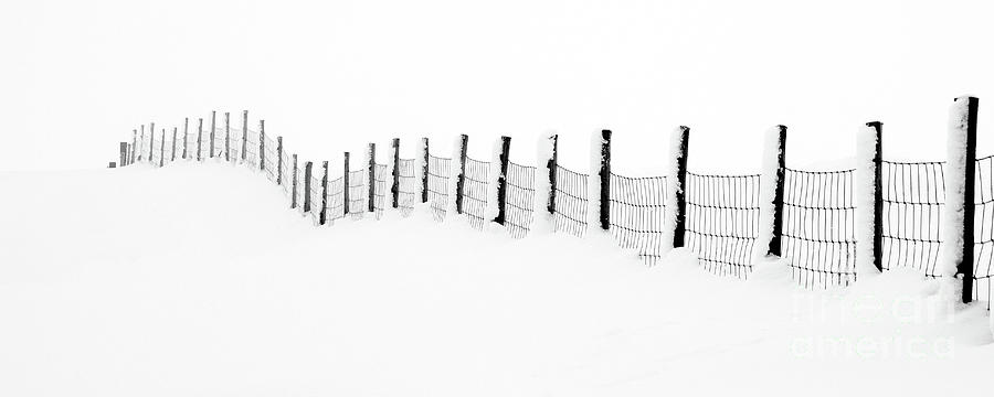 Tree Photograph - Snow Line by Janet Burdon
