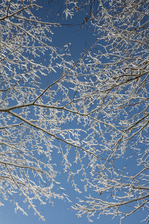 Snow Lined Limbs Photograph by Jim Neal