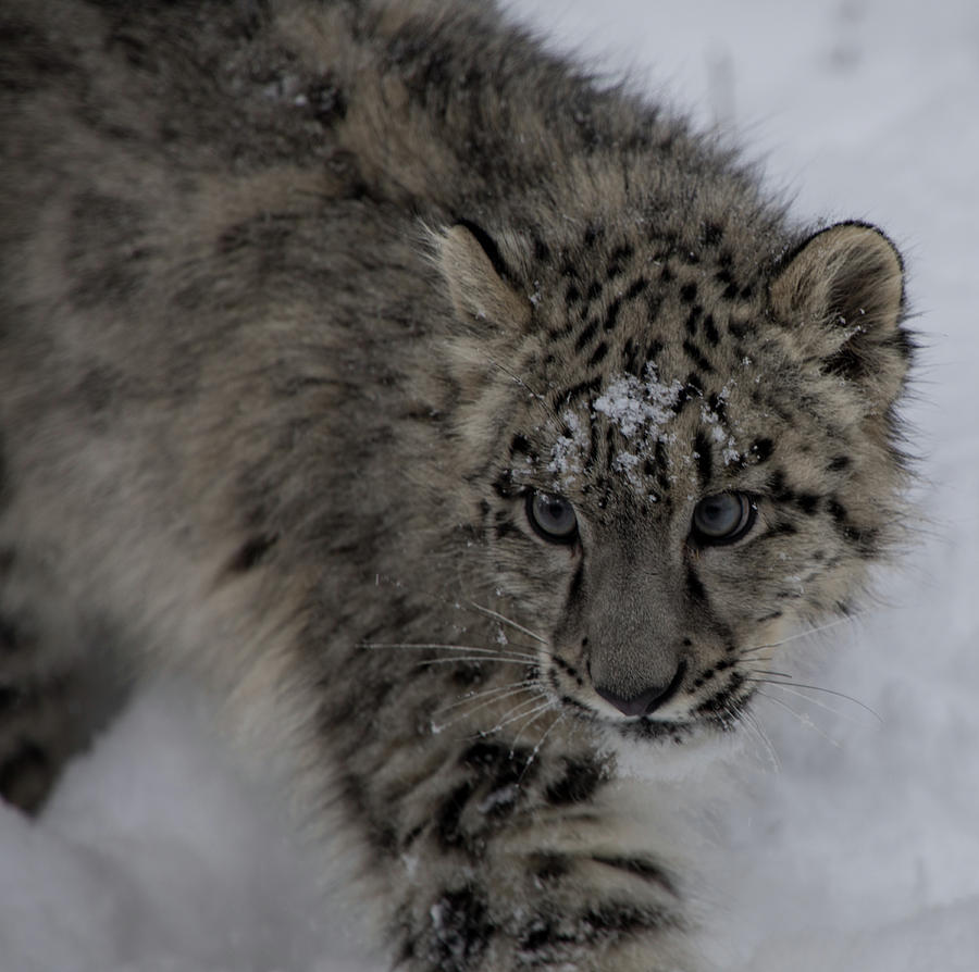 Snow Leopard Cub 3 Photograph by Teresa Wilson