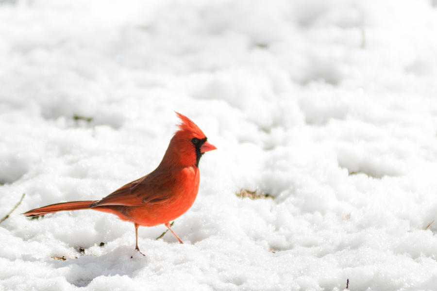 Snow Male Cardinal  Photograph by Terry DeLuco