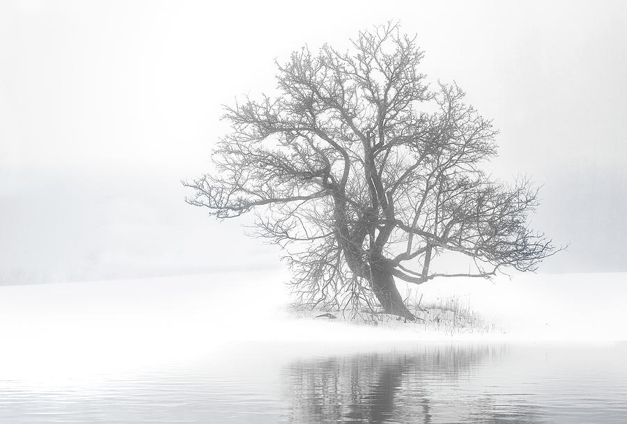 Snow Melt Fog Photograph by Gordon Ripley