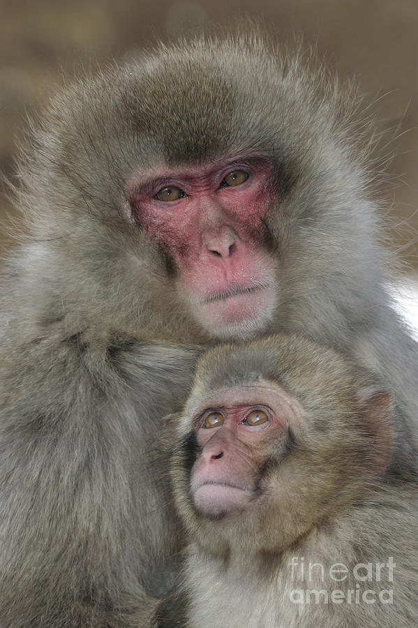 Snow Monkey And Young Photograph by Jean-Louis Klein & Marie-Luce Hubert
